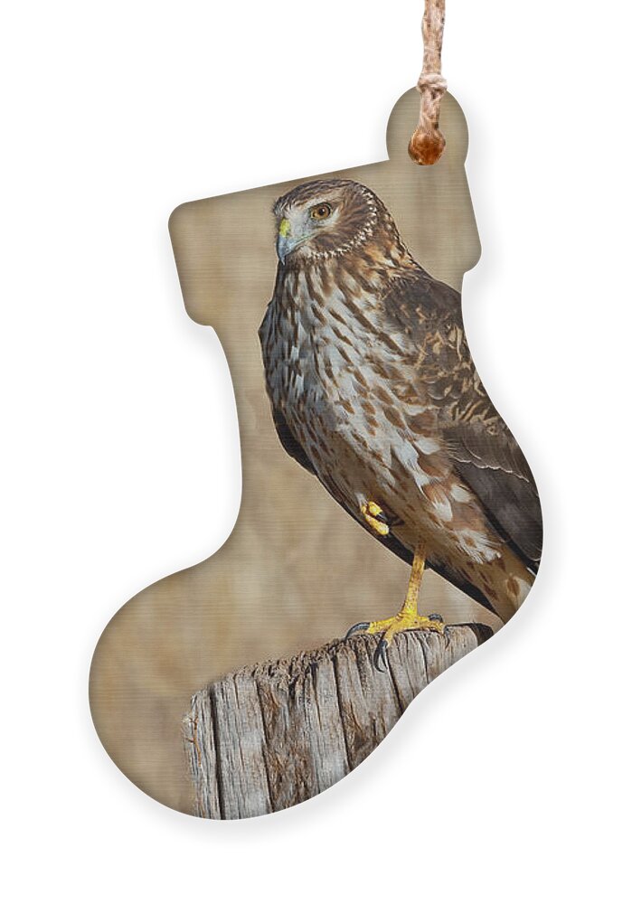 Adult Ornament featuring the photograph Female Northern Harrier Standing on One Leg by Jeff Goulden
