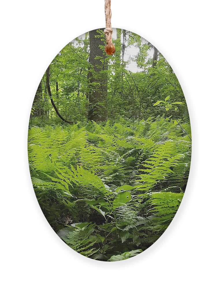 Ferns Ornament featuring the photograph Fern Woods by Vic Ritchey
