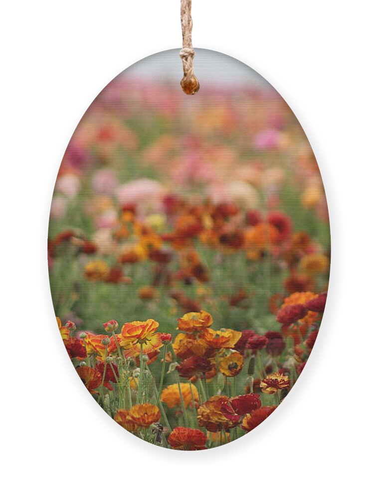 Honey Brown Ranunculus Ornament featuring the photograph Field of Burnt Orange and Honey Ranunculus by Colleen Cornelius
