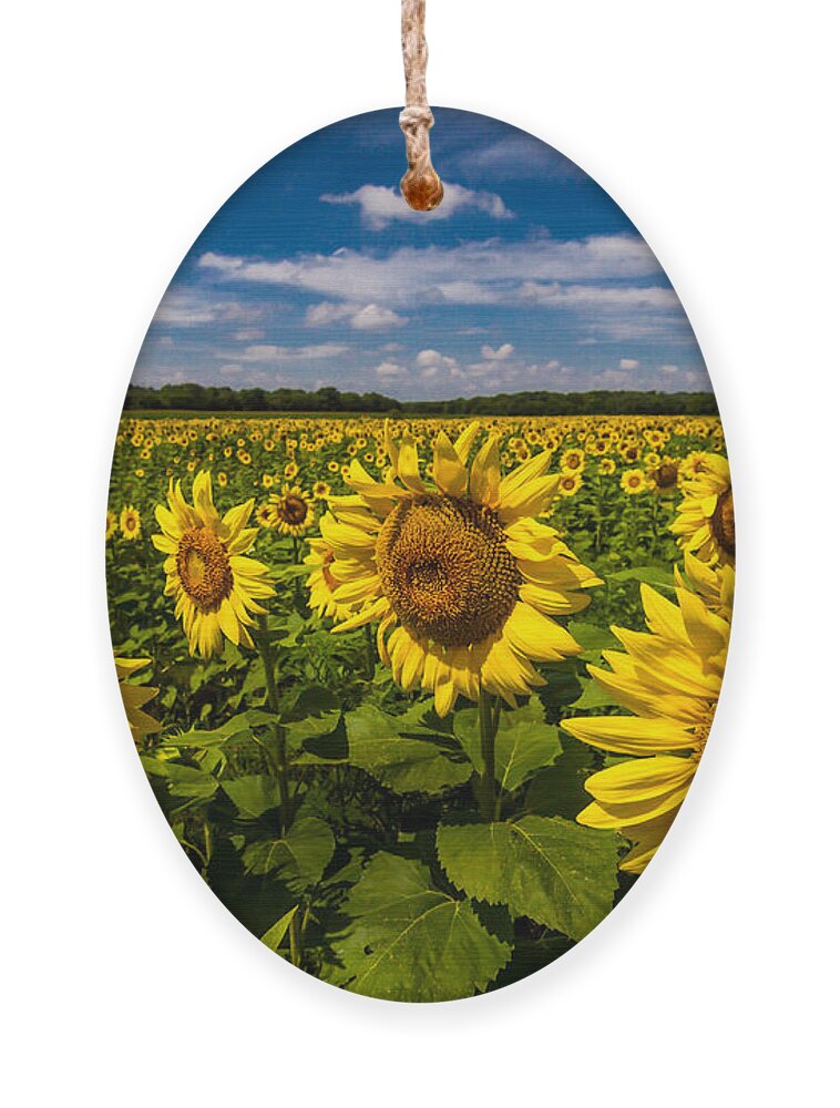 Blue Sky Ornament featuring the photograph Field of Sun by Ron Pate