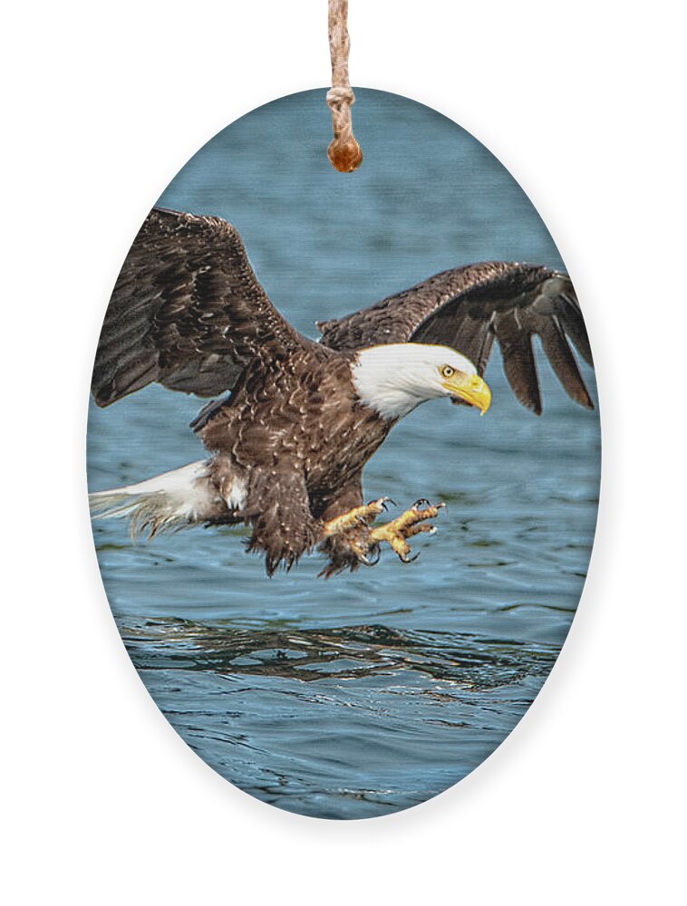 Bald Eagle Ornament featuring the photograph Fishing by Jeanette Mahoney