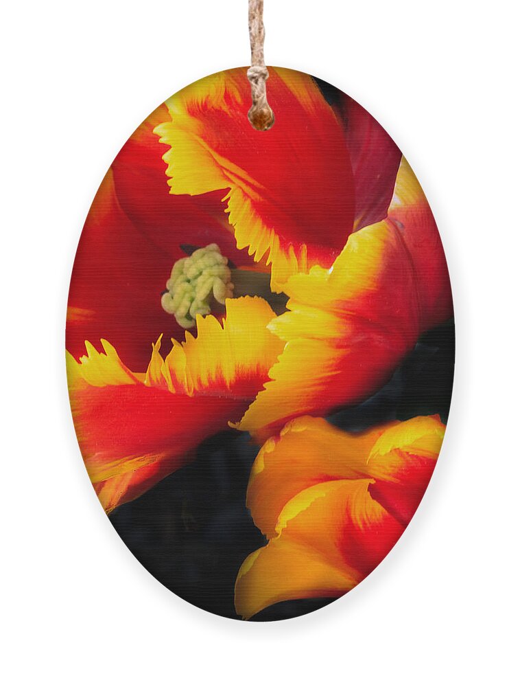 Flaming Parrot Ornament featuring the photograph Flaming Parrot Tulips by Joni Eskridge