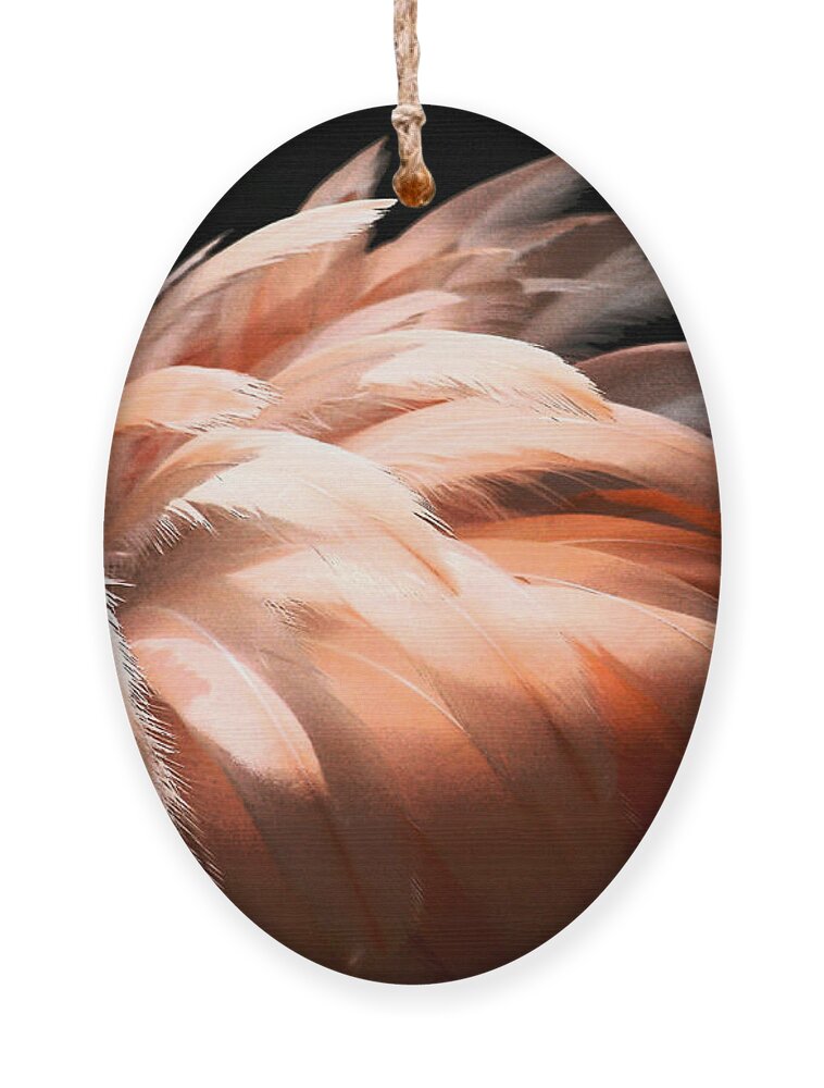 Feathers Ornament featuring the photograph Flamingo Feathers by Sabrina L Ryan