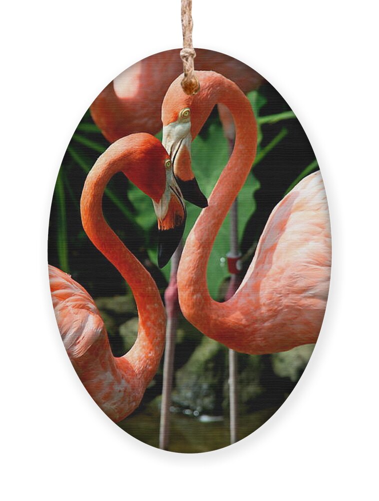 Pink Flamingo Ornament featuring the photograph Flamingo Heart by Barbara Bowen