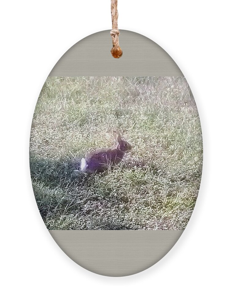 Rabbit. Bunny .wildlife Sanctuary Ornament featuring the photograph Floppy Our Local Bunny by Suzanne Berthier