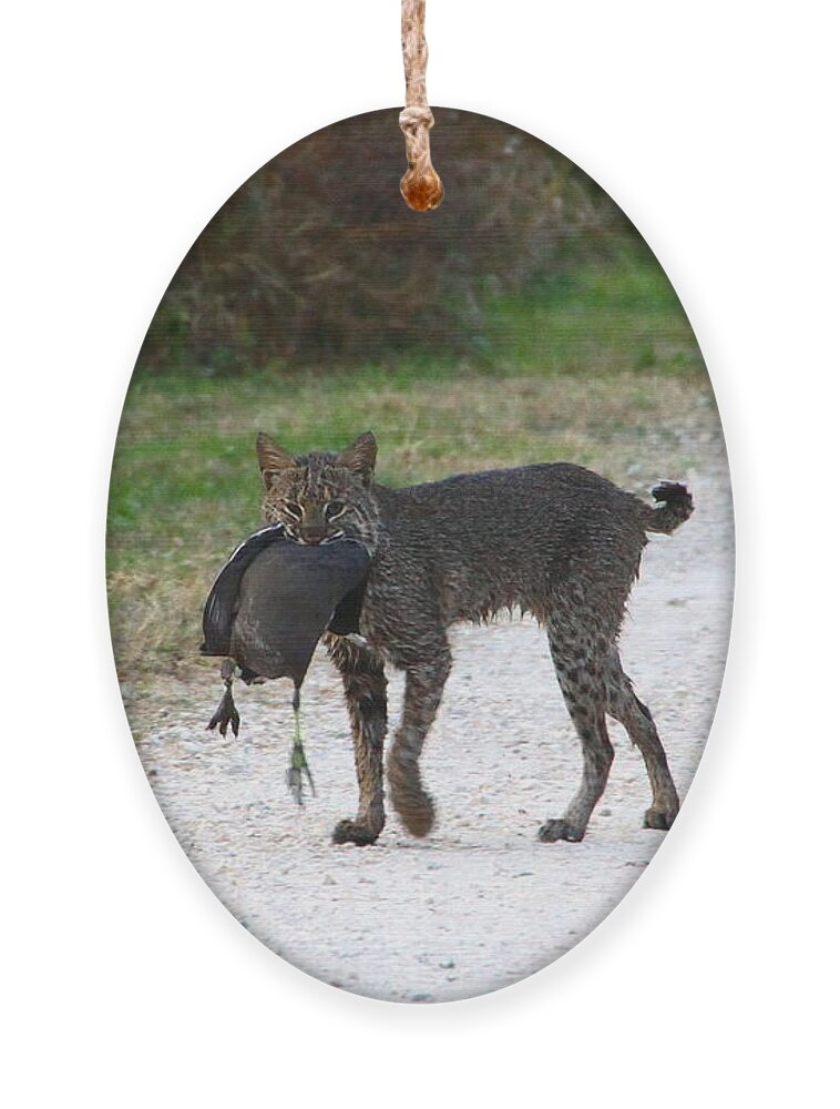 Bobcat Ornament featuring the photograph Florida Bobcat catches an evening snack by Barbara Bowen
