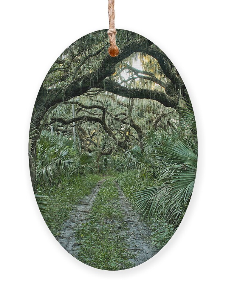 Spanish Moss Ornament featuring the photograph Florida Wilderness by Brian Kamprath