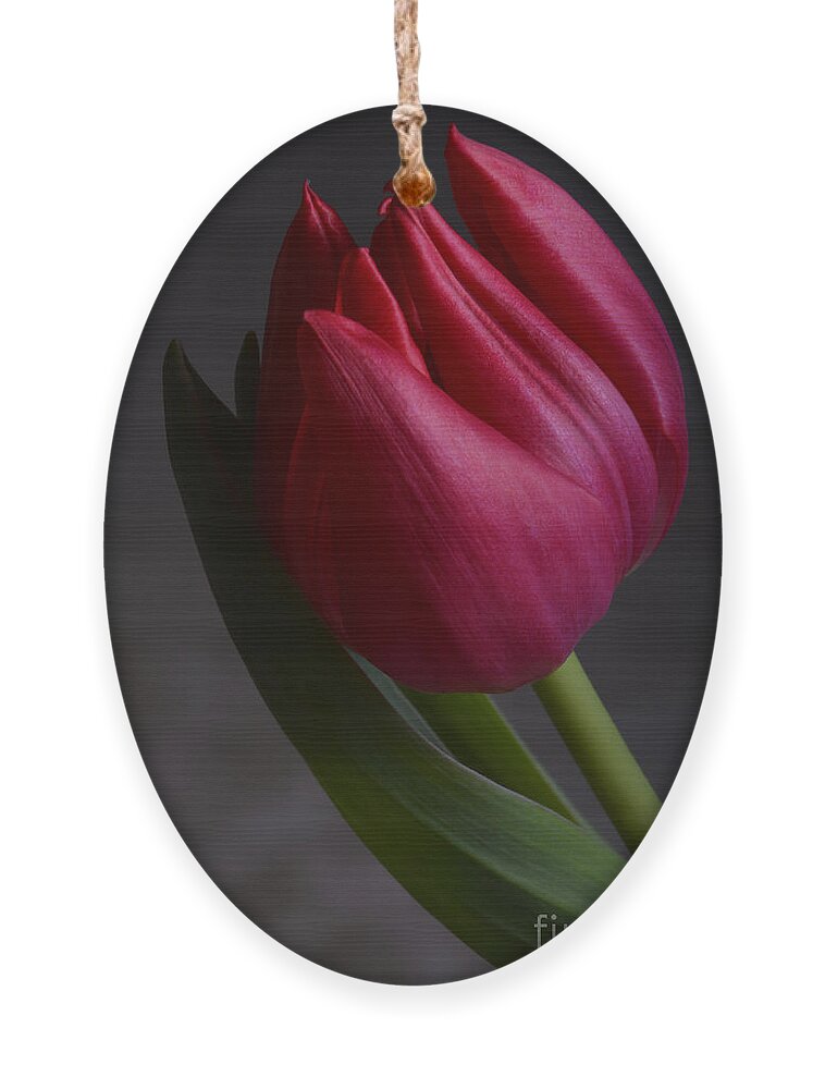 Flower Ornament featuring the photograph Flourishing tulip by Robert WK Clark