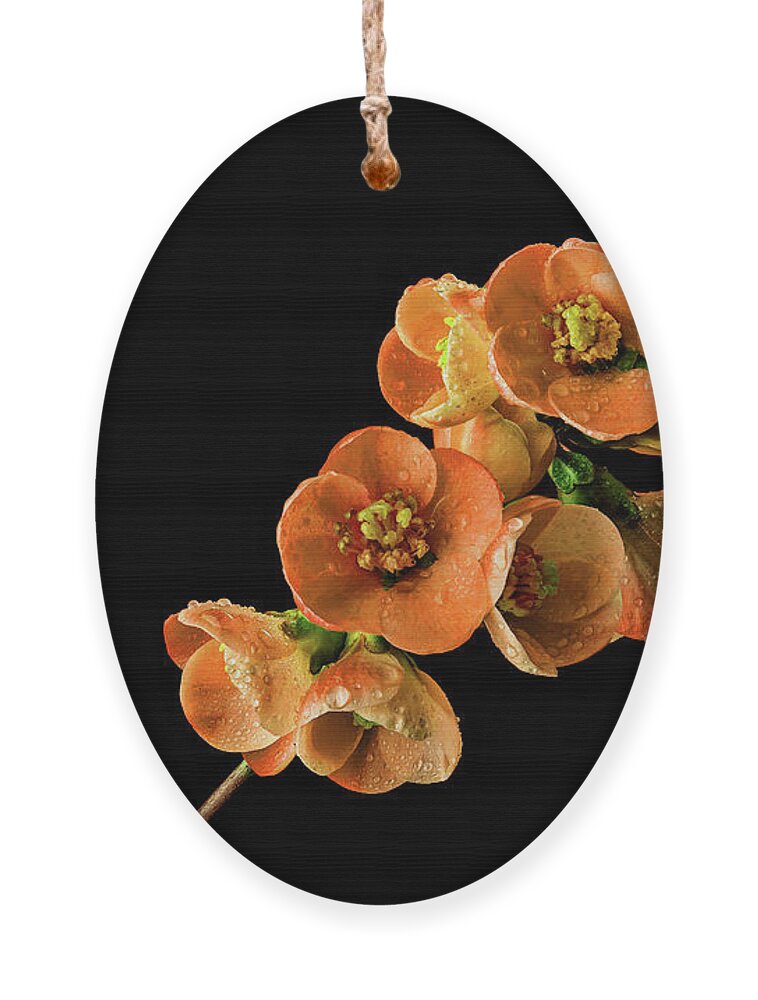 Quince Ornament featuring the photograph Flowering Quince Orange by Mary Jo Allen