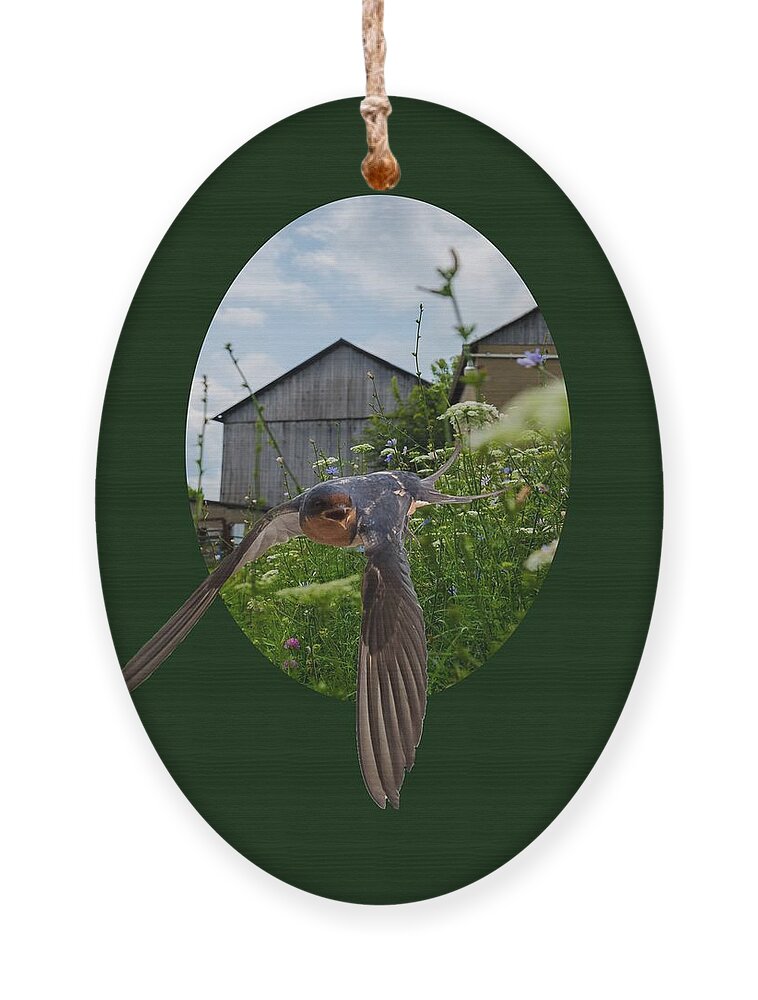 Barn Ornament featuring the photograph Flying Through The Farm by Holden The Moment