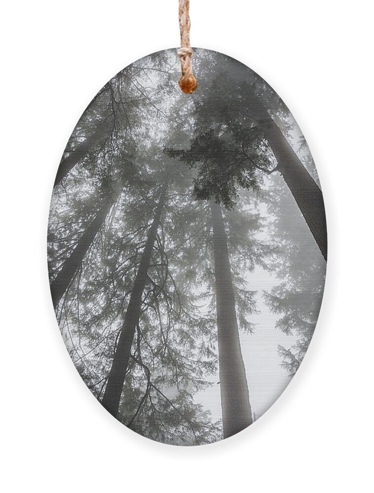 Relaxing Ornament featuring the photograph Fog Amongst the Trees by Pelo Blanco Photo