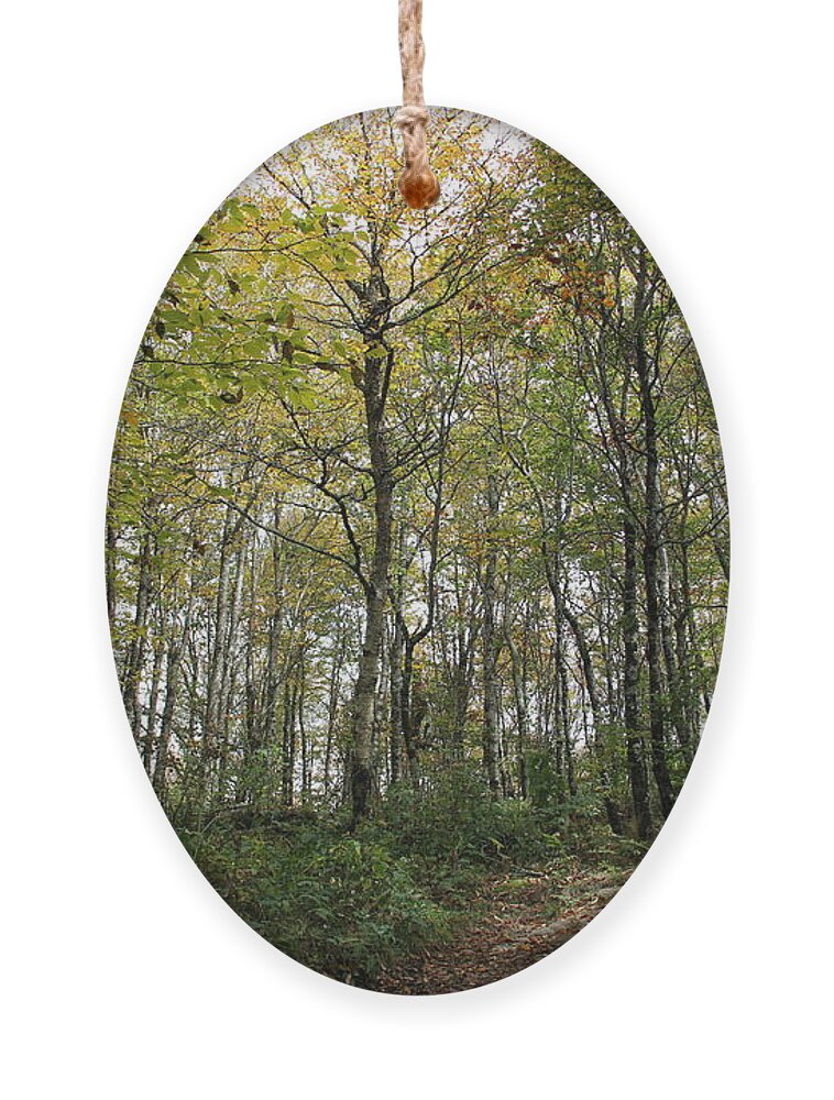 Forest Ornament featuring the photograph Forest Canopy by Allen Nice-Webb