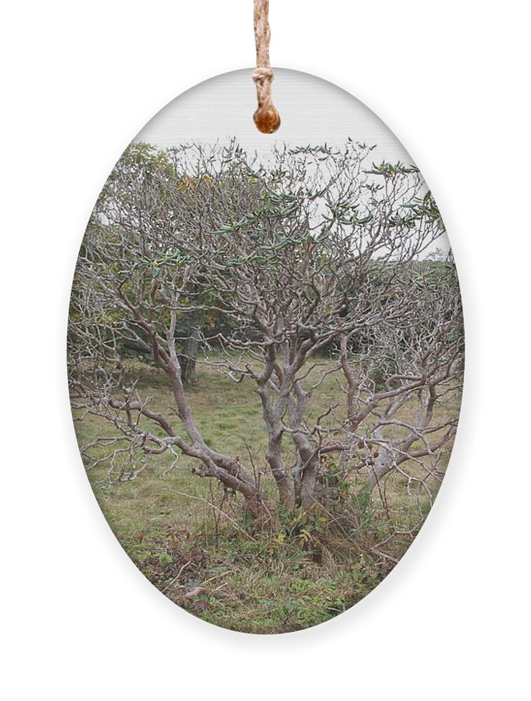 Tree Ornament featuring the photograph Forest Character Tree by Allen Nice-Webb