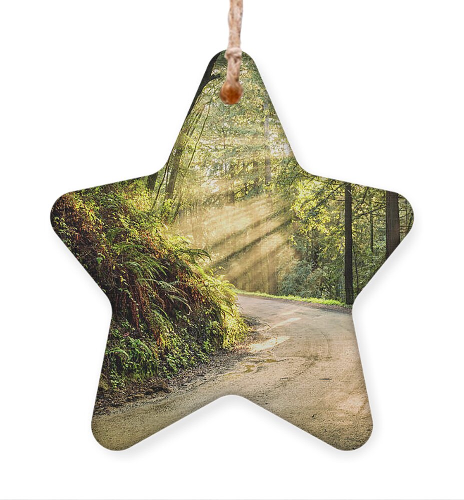 Nature Ornament featuring the photograph Forest Light by Jason Roberts