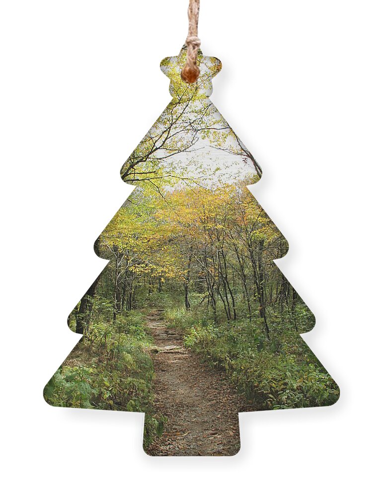 Bright Path Ornament featuring the photograph Forest Trail by Allen Nice-Webb