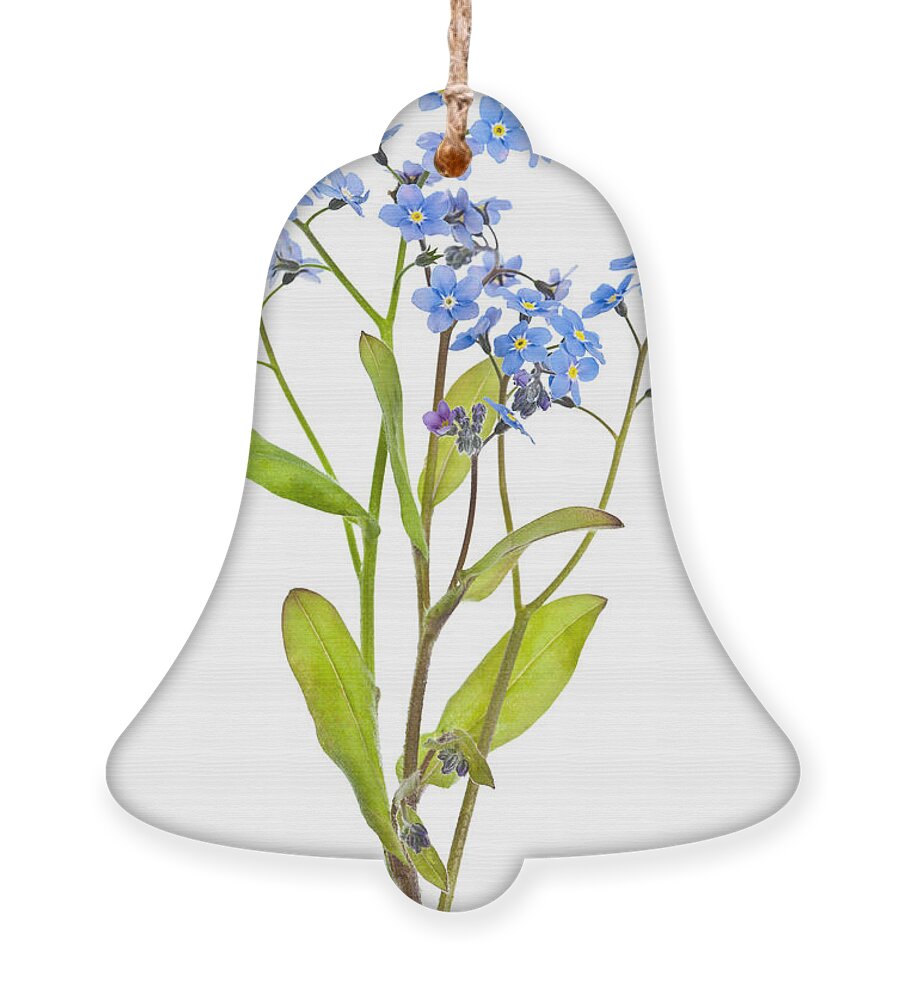 Forget-me-nots Ornament featuring the photograph Forget-me-not flowers on white by Elena Elisseeva