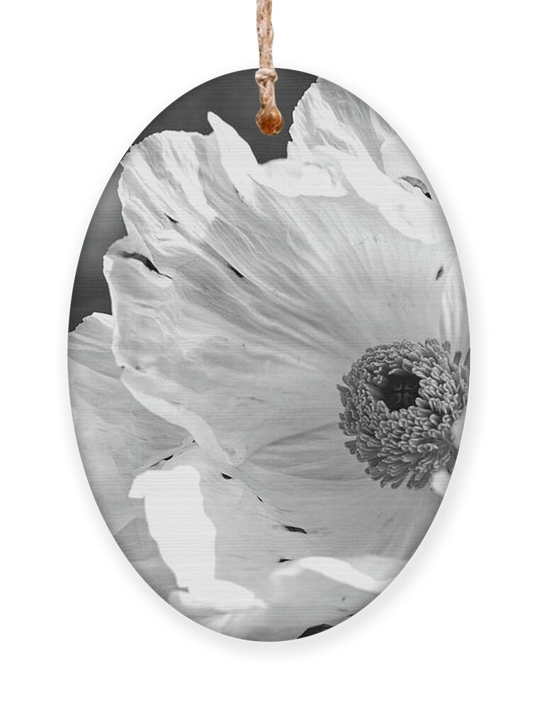 Flower Ornament featuring the photograph Fragile and Strong by Ana V Ramirez