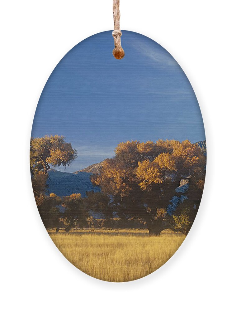 Dave Welling Ornament featuring the photograph Fremont Cottonwoods Poulus Fremontii In Fall Color California by Dave Welling