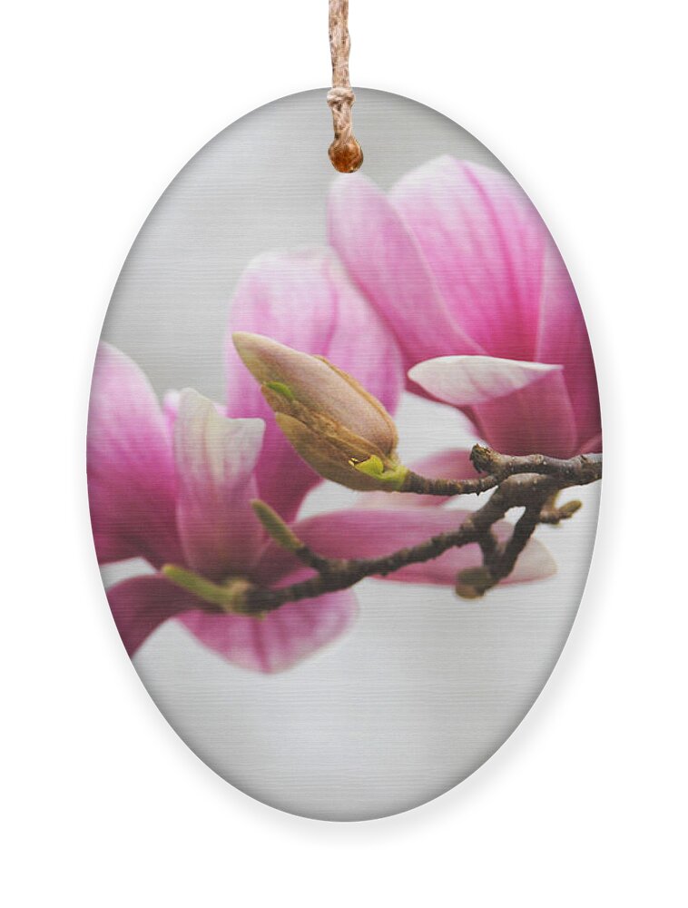 Magnolia Ornament featuring the photograph Fresh Start by Jai Johnson