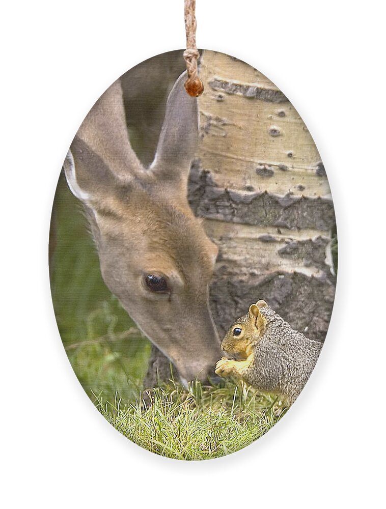 Deer Ornament featuring the photograph Friends by Gary Beeler