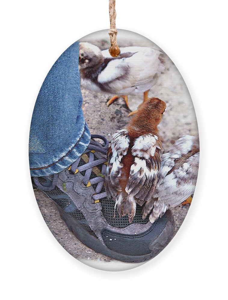 Chicken Ornament featuring the photograph Friends by Tatiana Travelways