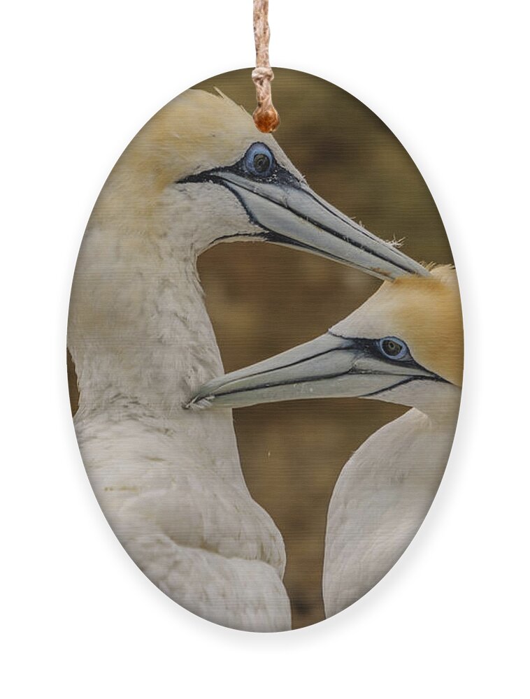 Gannet Ornament featuring the photograph Gannets 4 by Werner Padarin