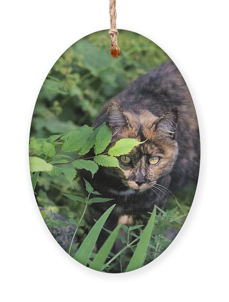 Cat Ornament featuring the photograph Garden Cat on the Hunt by Kae Cheatham
