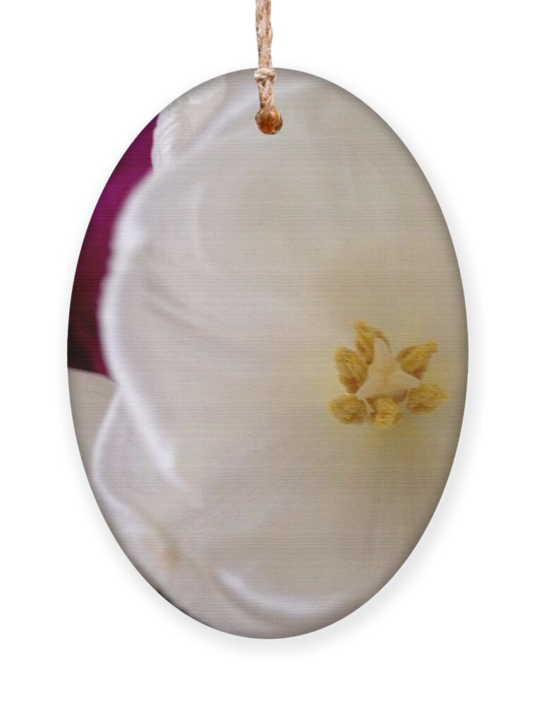 Flowers Ornament featuring the photograph Gentle			 by Denise Railey