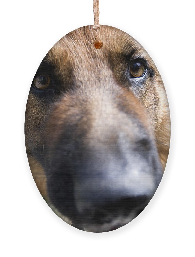 German Shepherd Ornament featuring the photograph German Shepherd dog by Fabrizio Troiani