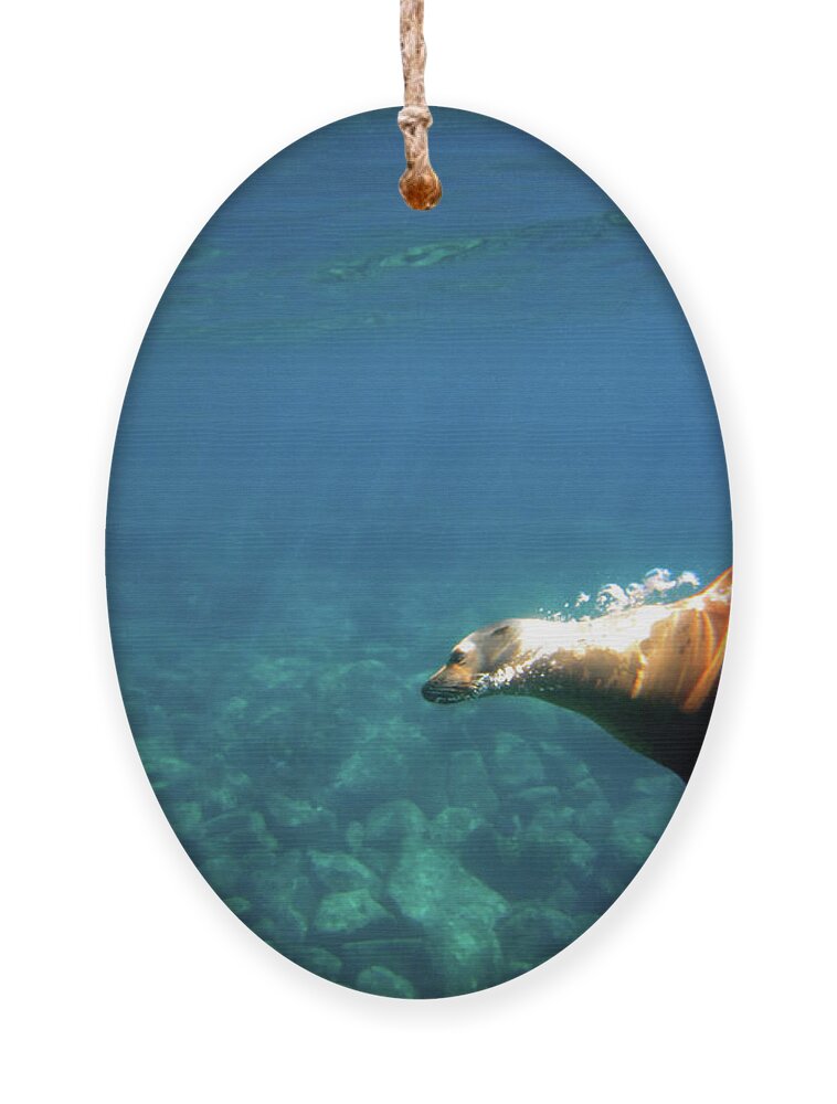 Sea Lion Ornament featuring the photograph Gliding Beauty by Becqi Sherman