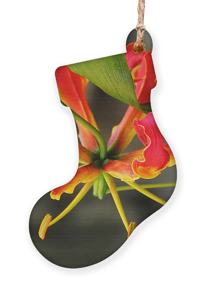 Flower Ornament featuring the photograph Gloriosa Lily by Allen Nice-Webb