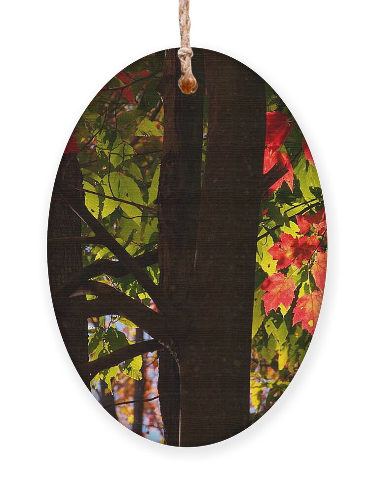 Nature Ornament featuring the photograph Glowing Leaves by Dorothy Lee