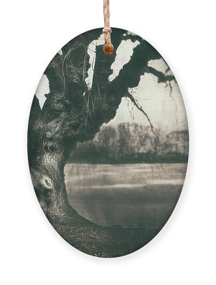 Gnarled Ornament featuring the photograph Gnarled Old Tree by Scott Norris