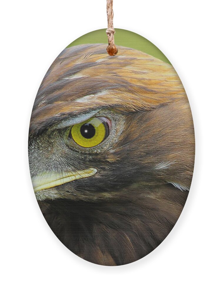 Golden Eagle Ornament featuring the photograph Golden Eagle by Shane Bechler