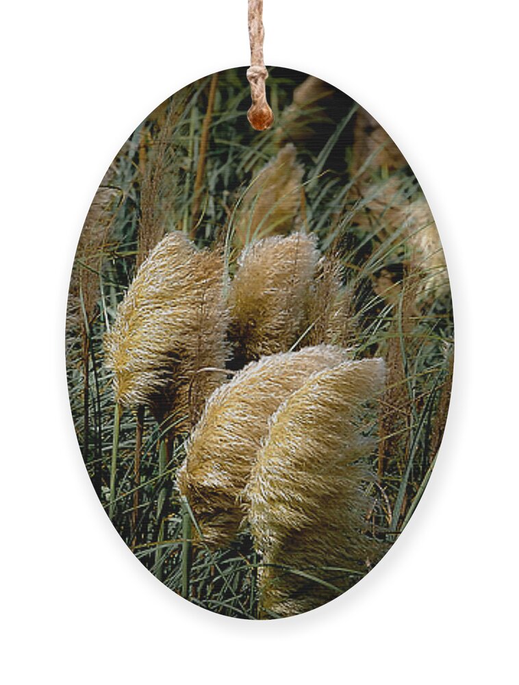 Pampas Ornament featuring the photograph Golden Pampas in the Wind by DigiArt Diaries by Vicky B Fuller