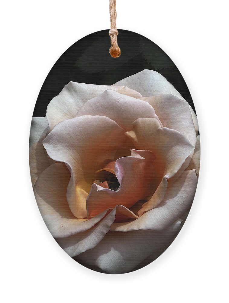 Botanical Ornament featuring the photograph Golden Rose Unfurled by Richard Thomas