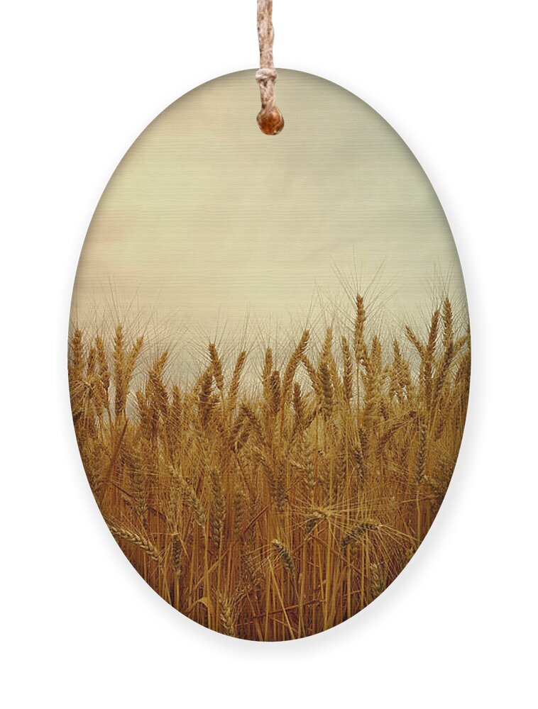 Wheat Ornament featuring the photograph Golden Wheat by Kae Cheatham