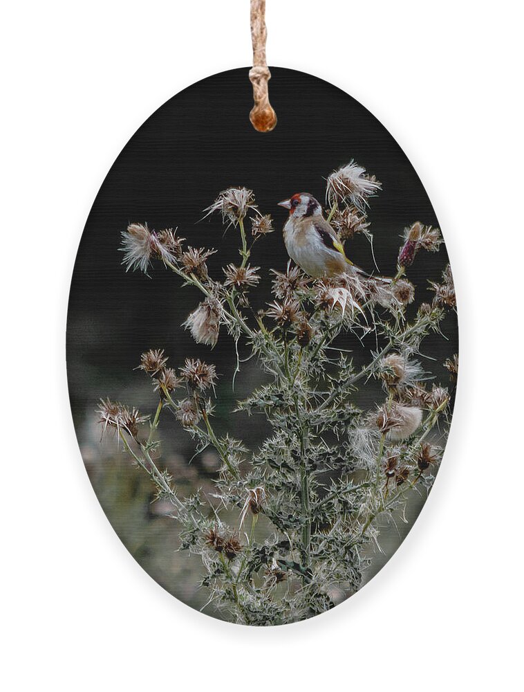 American Ornament featuring the photograph Goldfinch sitting on a thistle by Scott Lyons