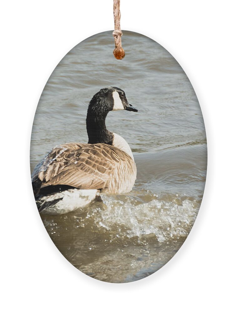 Goose Ornament featuring the photograph Goose Rides A Wave by Holden The Moment
