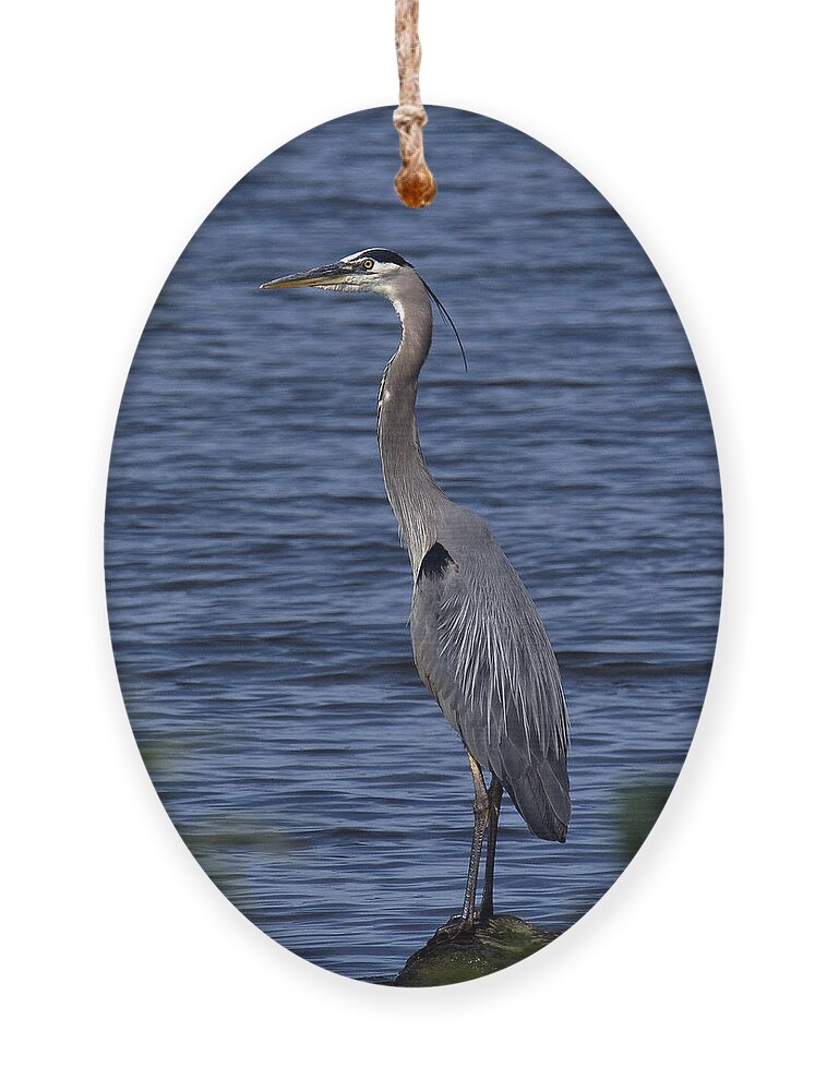 Marsh Ornament featuring the photograph Great Blue Heron DMSB0001 by Gerry Gantt