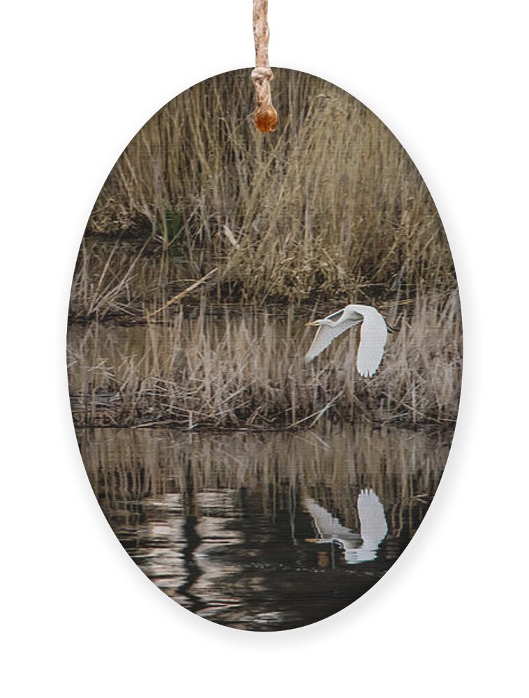 Great Egret Ornament featuring the photograph Great Egret's flight to a new position by Torbjorn Swenelius