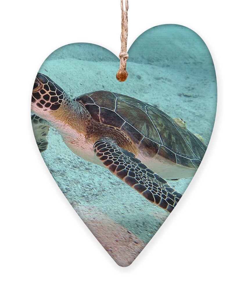 Underwater Ornament featuring the photograph Green Sea Turtle 1 by Daryl Duda