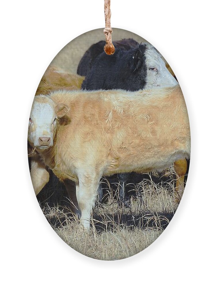 Calf Ornament featuring the photograph Growing up by Merle Grenz