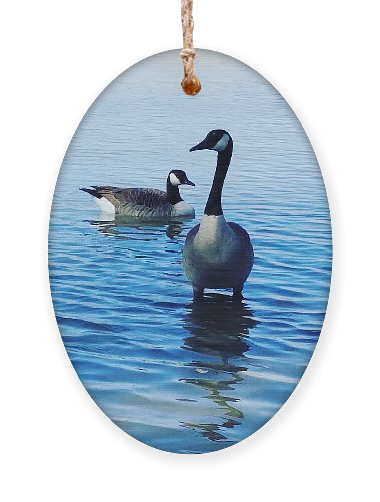 Geese Ornament featuring the photograph Guarding Geese by Vic Ritchey