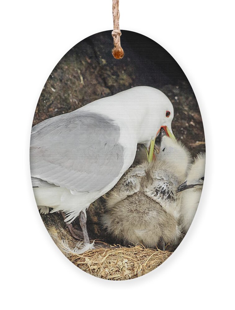 Alaska Ornament featuring the photograph Gull Chicks Being Fed by Joni Eskridge