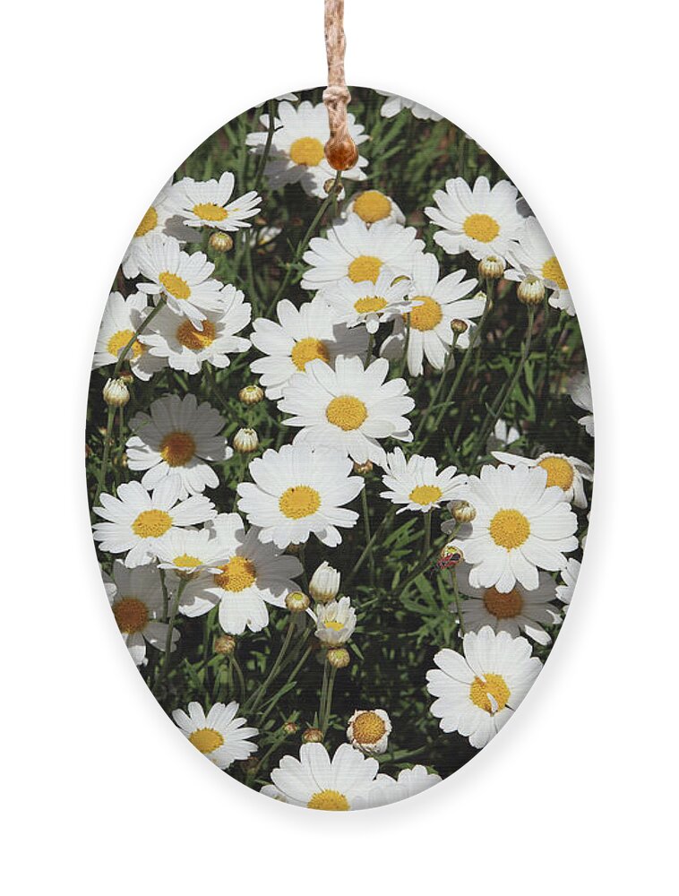 Daisy Ornament featuring the mixed media Happy Daisies- Photography by Linda Woods by Linda Woods