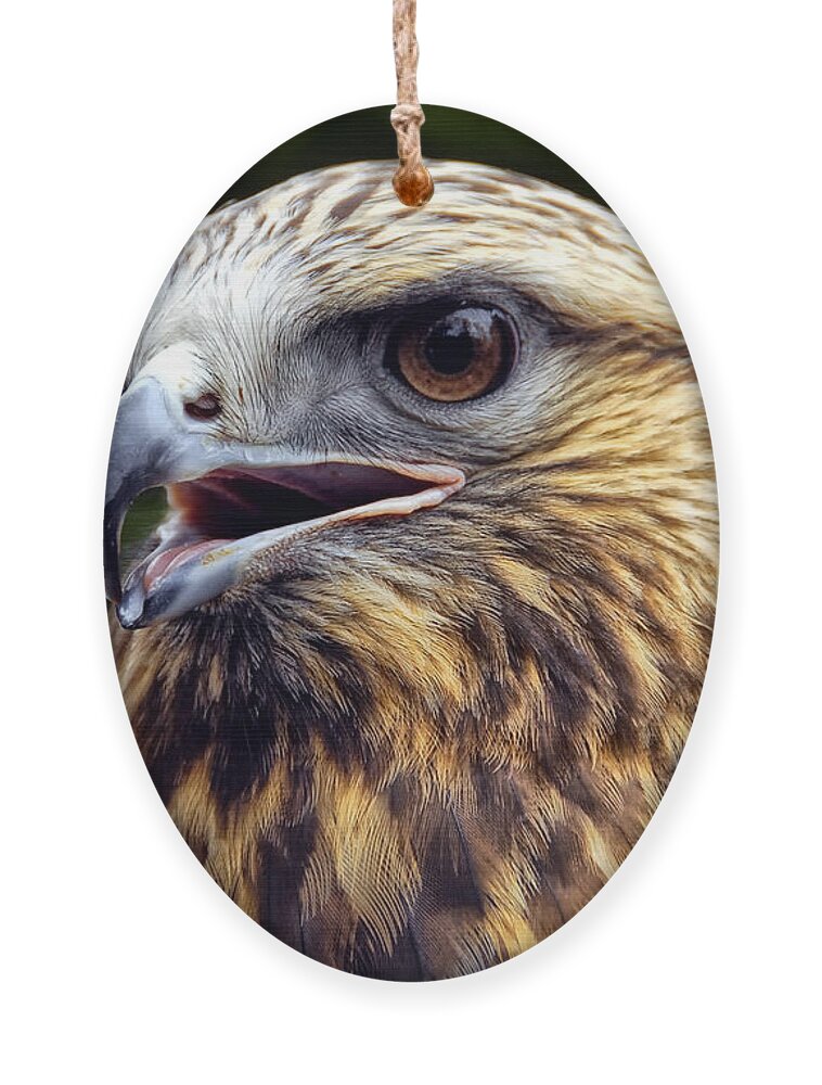 Bird Ornament featuring the photograph Hawk by Peg Runyan