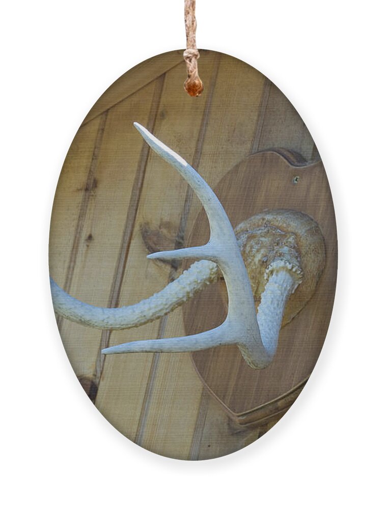 Garage Ornament featuring the photograph Head Moose by Ee Photography