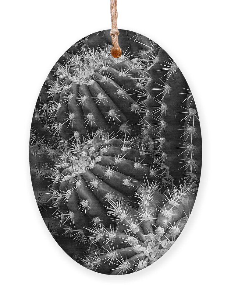 Hedgehog Cactus Ornament featuring the photograph Hedgehog cactus in black and white by Ram Vasudev