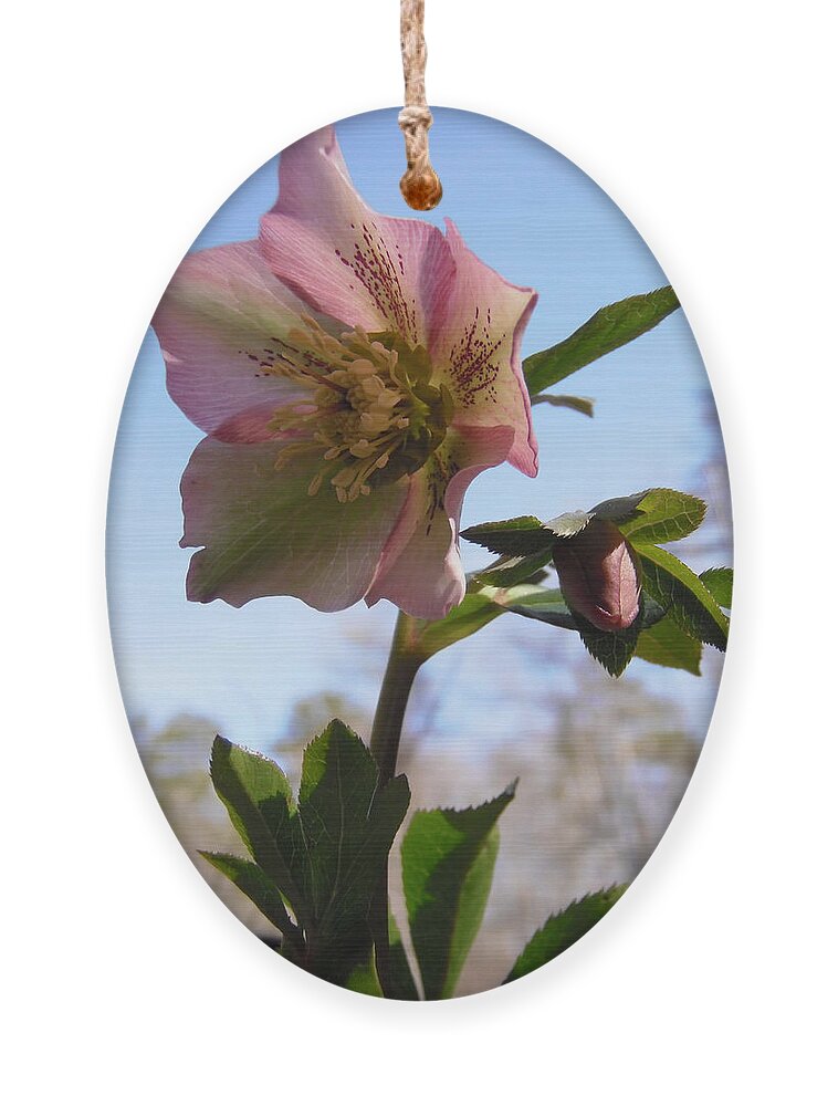 Hellebore Ornament featuring the photograph Hellebore Morning by Nicole Angell